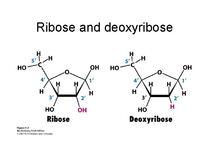 Ribose and deoxyribose 
