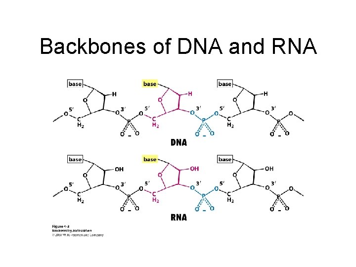 Backbones of DNA and RNA 