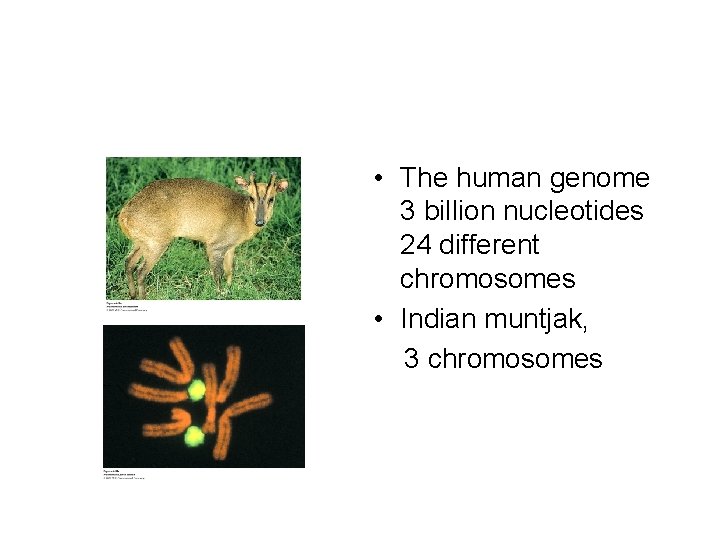  • The human genome 3 billion nucleotides 24 different chromosomes • Indian muntjak,