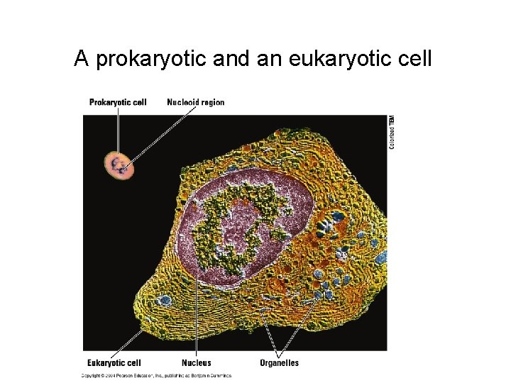 A prokaryotic and an eukaryotic cell 