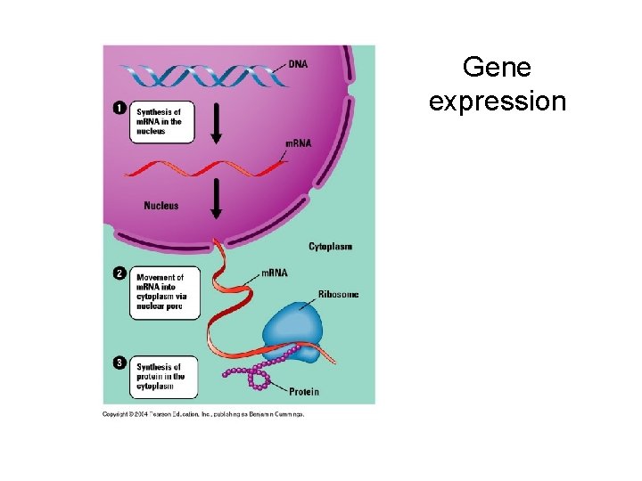 Gene expression 