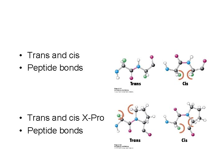  • Trans and cis • Peptide bonds • Trans and cis X-Pro •