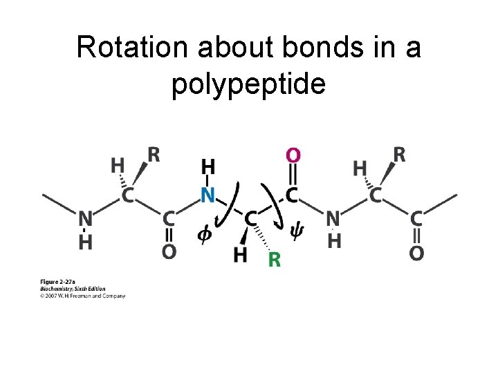 Rotation about bonds in a polypeptide 