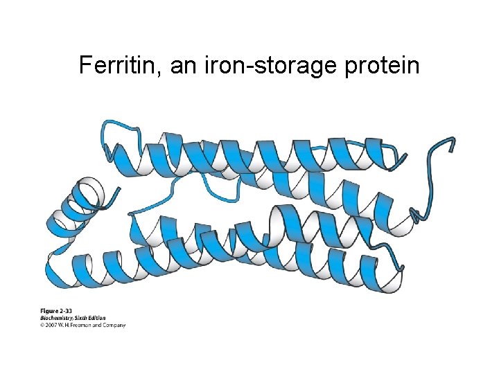 Ferritin, an iron-storage protein 