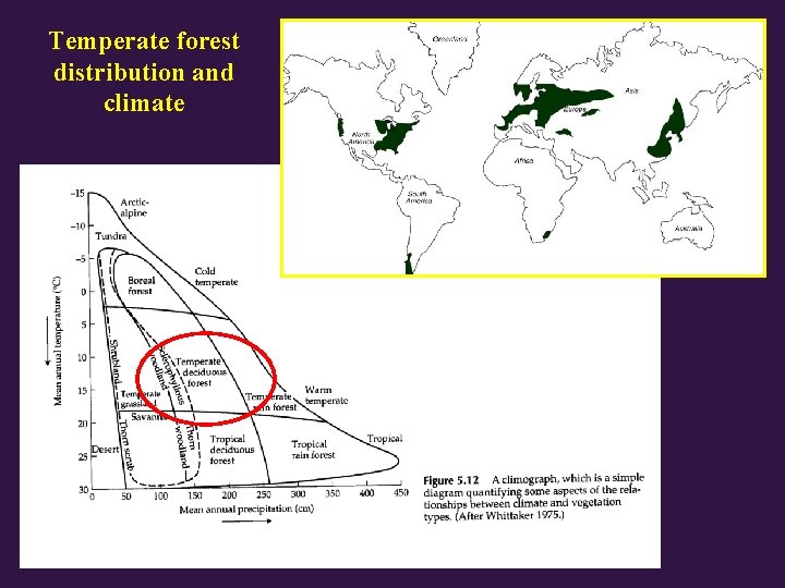 Forest Ecology An Introduction Temperate forest distribution and