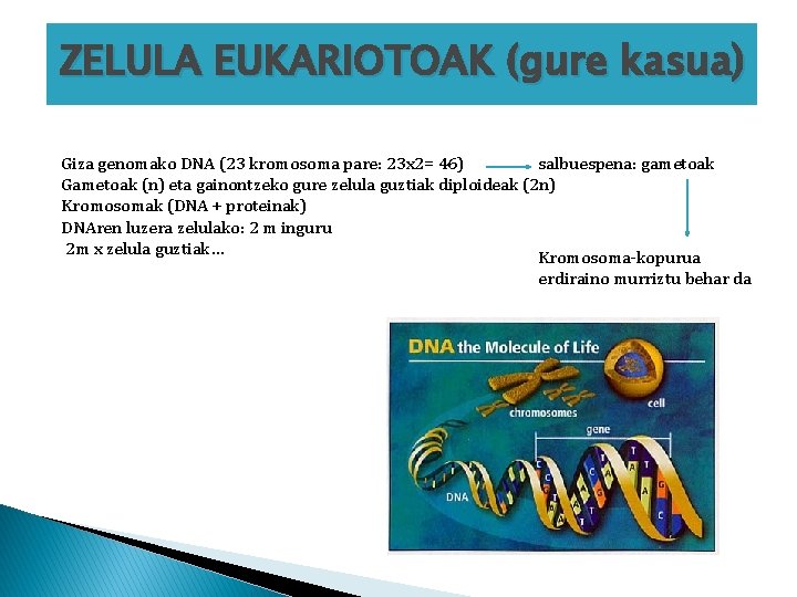 ZELULA EUKARIOTOAK (gure kasua) Giza genomako DNA (23 kromosoma pare: 23 x 2= 46)