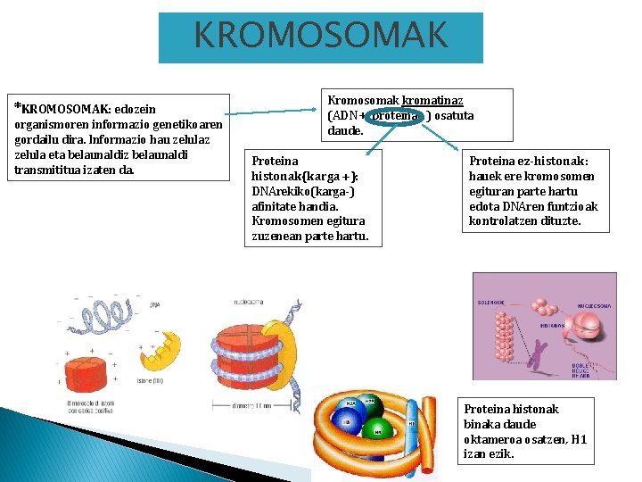 KROMOSOMAK *KROMOSOMAK: edozein organismoren informazio genetikoaren gordailu dira. Informazio hau zelulaz zelula eta belaunaldiz