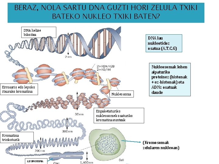 BERAZ, NOLA SARTU DNA GUZTI HORI ZELULA TXIKI BATEKO NUKLEO TXIKI BATEN? DNA helize