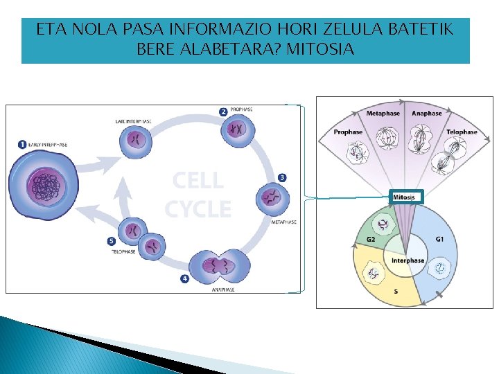 ETA NOLA PASA INFORMAZIO HORI ZELULA BATETIK BERE ALABETARA? MITOSIA 