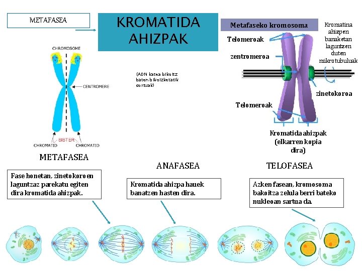METAFASEA KROMATIDA AHIZPAK Metafaseko kromosoma Telomeroak zentromeroa Kromatina ahizpen banaketan laguntzen duten mikrotubuluak (ADN
