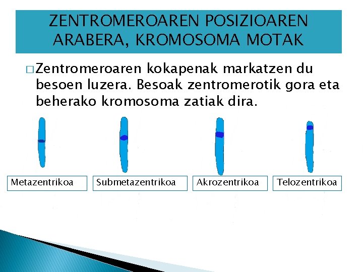 ZENTROMEROAREN POSIZIOAREN ARABERA, KROMOSOMA MOTAK � Zentromeroaren kokapenak markatzen du besoen luzera. Besoak zentromerotik