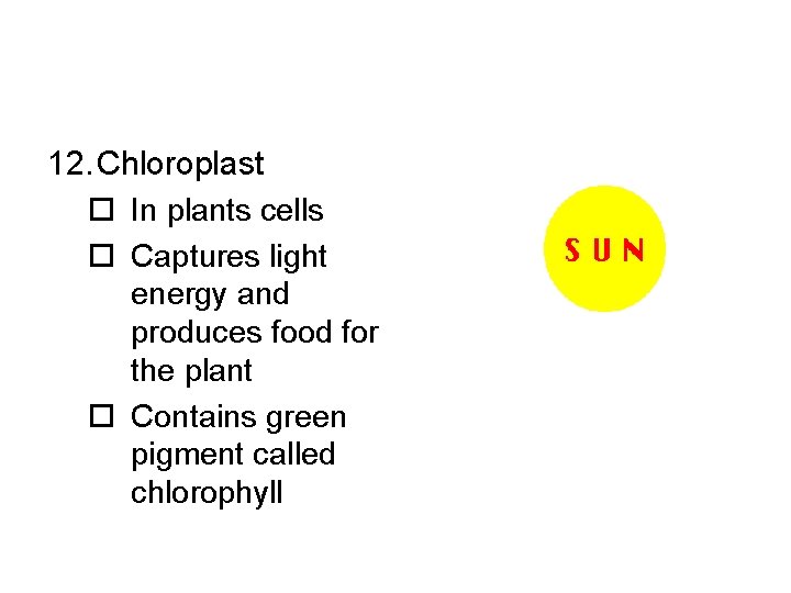 12. Chloroplast o In plants cells o Captures light energy and produces food for