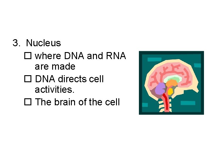 3. Nucleus o where DNA and RNA are made o DNA directs cell activities.