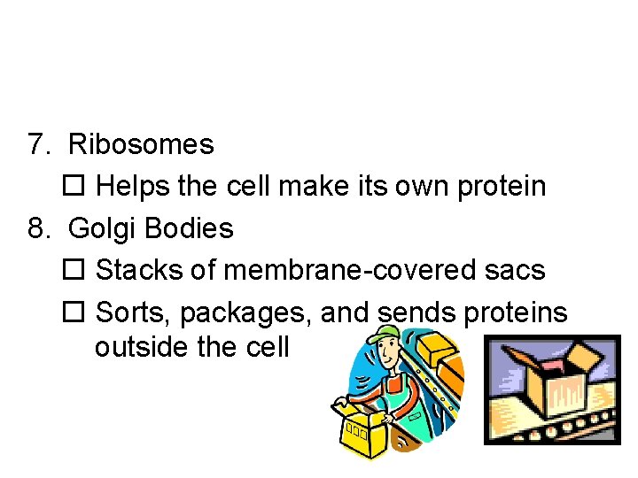 7. Ribosomes o Helps the cell make its own protein 8. Golgi Bodies o