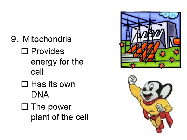 9. Mitochondria o Provides energy for the cell o Has its own DNA o