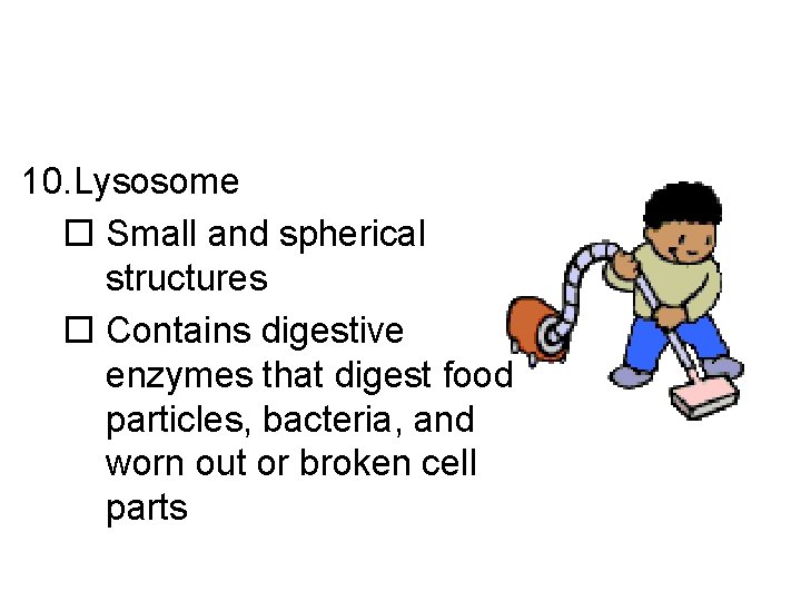 10. Lysosome o Small and spherical structures o Contains digestive enzymes that digest food