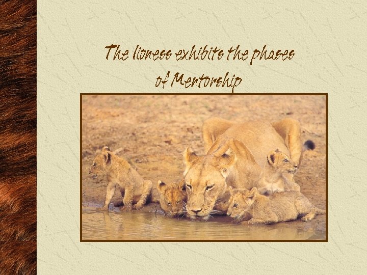 The lioness exhibits the phases of Mentorship 