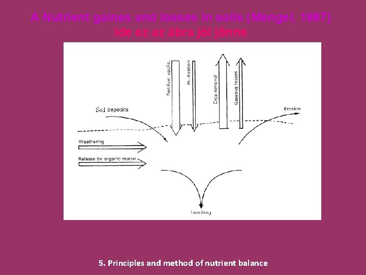 A Nutrient gaines and losses in soils (Mengel, 1987) Ide ez az ábra jól