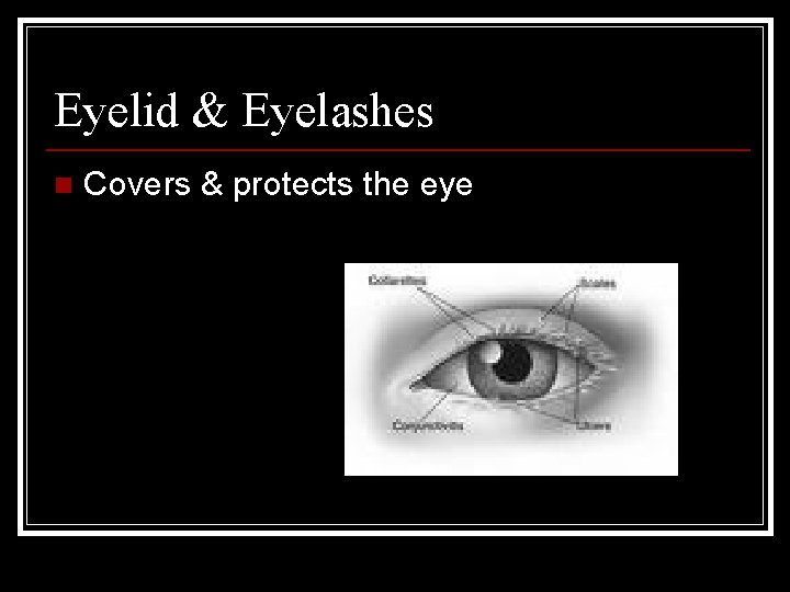 Eyelid & Eyelashes n Covers & protects the eye 