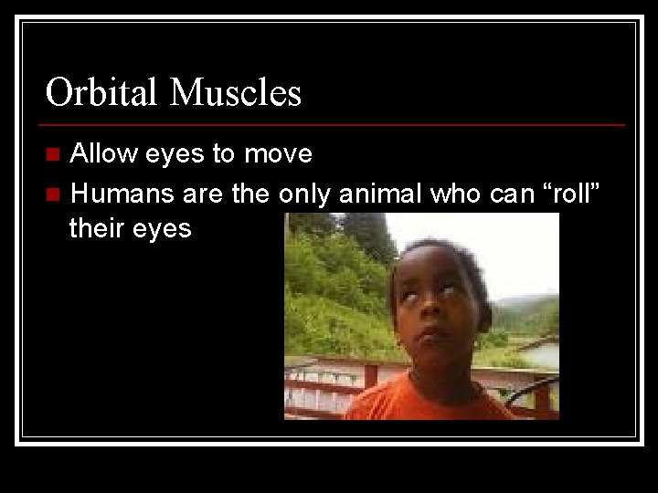 Orbital Muscles Allow eyes to move n Humans are the only animal who can