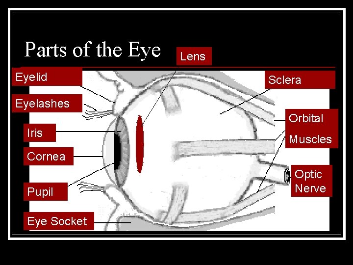 Parts of the Eyelid Lens Sclera Eyelashes Orbital Iris Muscles Cornea Pupil Eye Socket