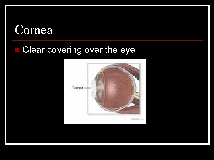 Cornea n Clear covering over the eye 