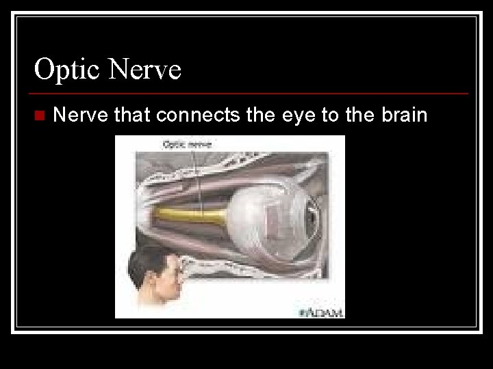 Optic Nerve n Nerve that connects the eye to the brain 