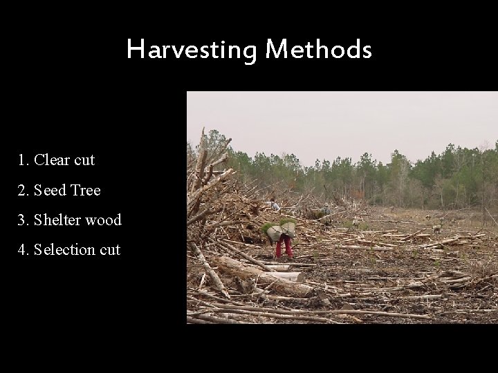 Harvesting Methods 1. Clear cut 2. Seed Tree 3. Shelter wood 4. Selection cut