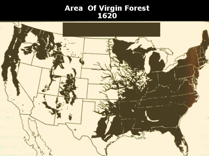 Area Of Virgin Forest 1620 