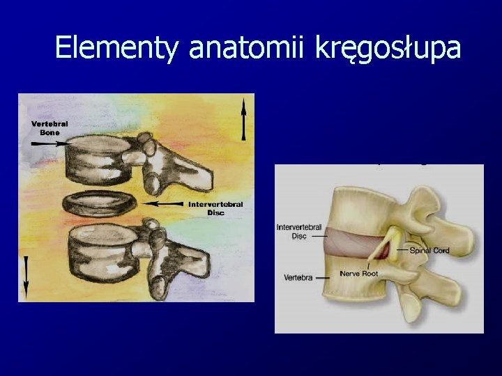 Elementy anatomii kręgosłupa 