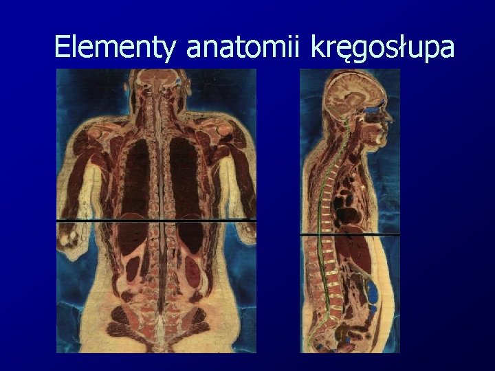 Elementy anatomii kręgosłupa 