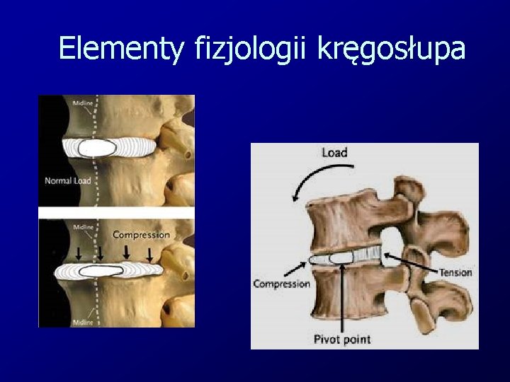 Elementy fizjologii kręgosłupa 