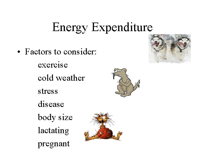 Energy Expenditure • Factors to consider: exercise cold weather stress disease body size lactating