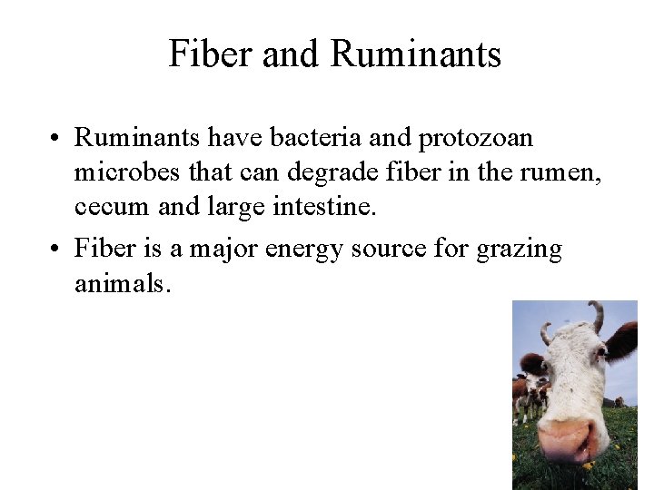 Fiber and Ruminants • Ruminants have bacteria and protozoan microbes that can degrade fiber