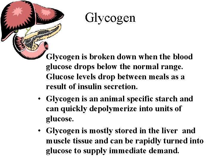 Glycogen • Glycogen is broken down when the blood glucose drops below the normal