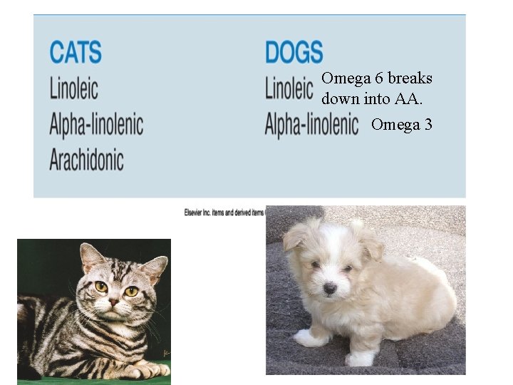 Omega 6 breaks down into AA. Omega 3 