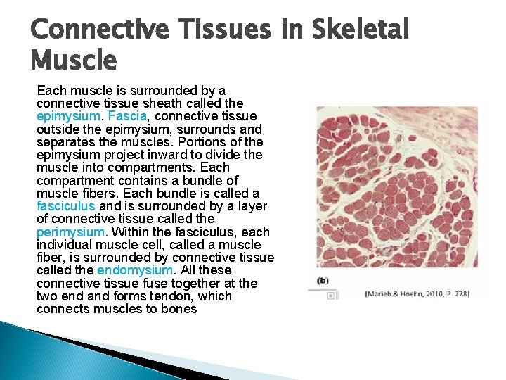 Connective Tissues in Skeletal Muscle Each muscle is surrounded by a connective tissue sheath