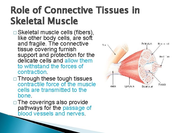 Role of Connective Tissues in Skeletal Muscle � Skeletal muscle cells (fibers), like other