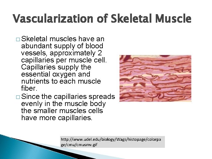 Vascularization of Skeletal Muscle � Skeletal muscles have an abundant supply of blood vessels,