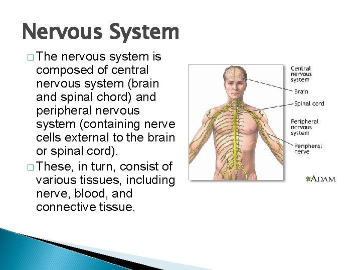 Nervous System � The nervous system is composed of central nervous system (brain and