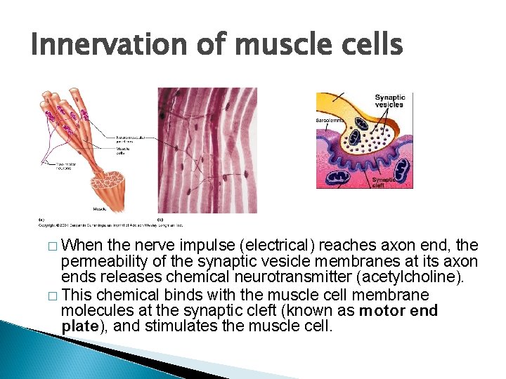 Innervation of muscle cells � When the nerve impulse (electrical) reaches axon end, the