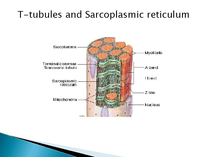 T-tubules and Sarcoplasmic reticulum 