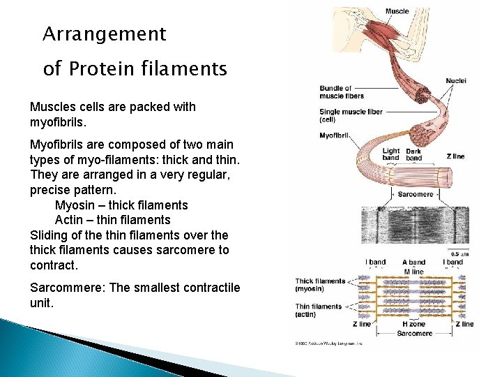 Arrangement of Protein filaments Muscles cells are packed with myofibrils. Myofibrils are composed of