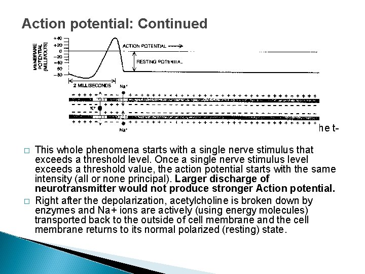 Action potential: Continued � � � The wave also reaches the deep inside of