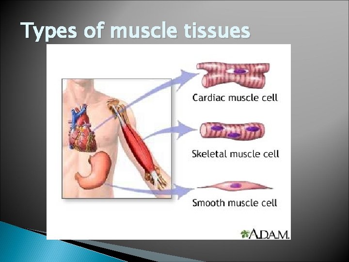 Types of muscle tissues 