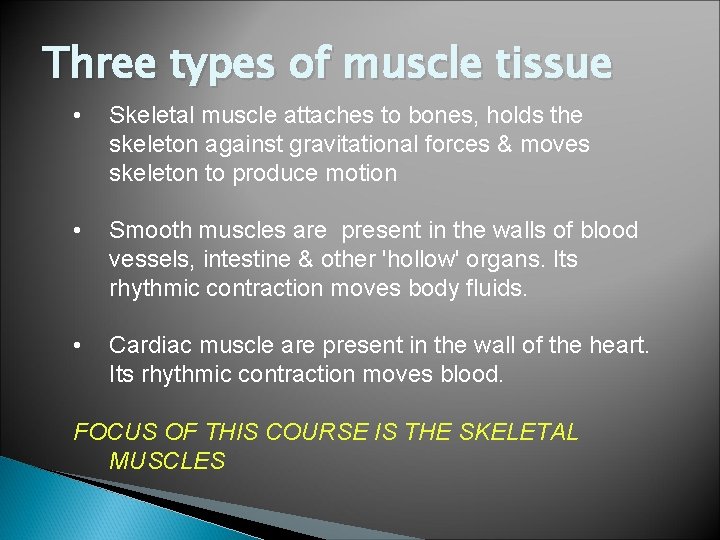 Three types of muscle tissue • Skeletal muscle attaches to bones, holds the skeleton