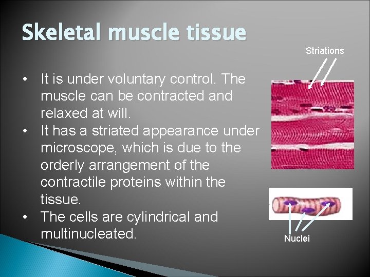 Skeletal muscle tissue • It is under voluntary control. The muscle can be contracted