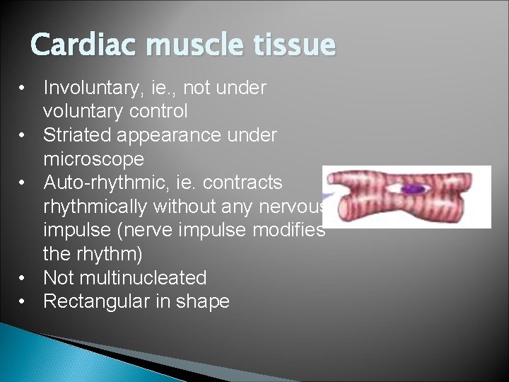 Cardiac muscle tissue • Involuntary, ie. , not under voluntary control • Striated appearance