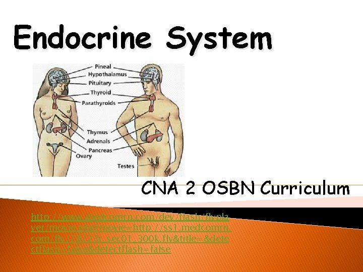 Endocrine System CNA 2 OSBN Curriculum http: //www. medcomrn. com/dev/flash/flvpla yer/movie. php? movie=http: //ss