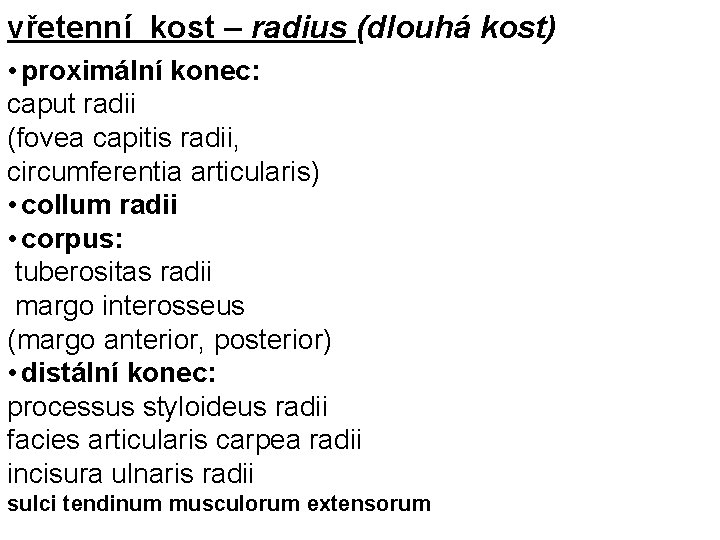 vřetenní kost – radius (dlouhá kost) • proximální konec: caput radii (fovea capitis radii,